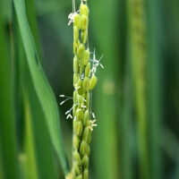 かつては「幻の米」と呼ばれた酒米「雄町・おまち」の花