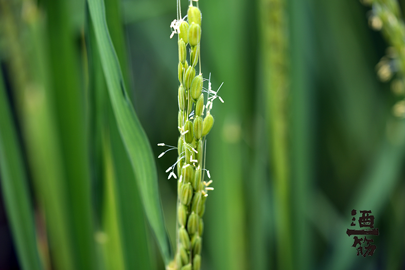 かつては「幻の米」と呼ばれた酒米「雄町・おまち」の花
